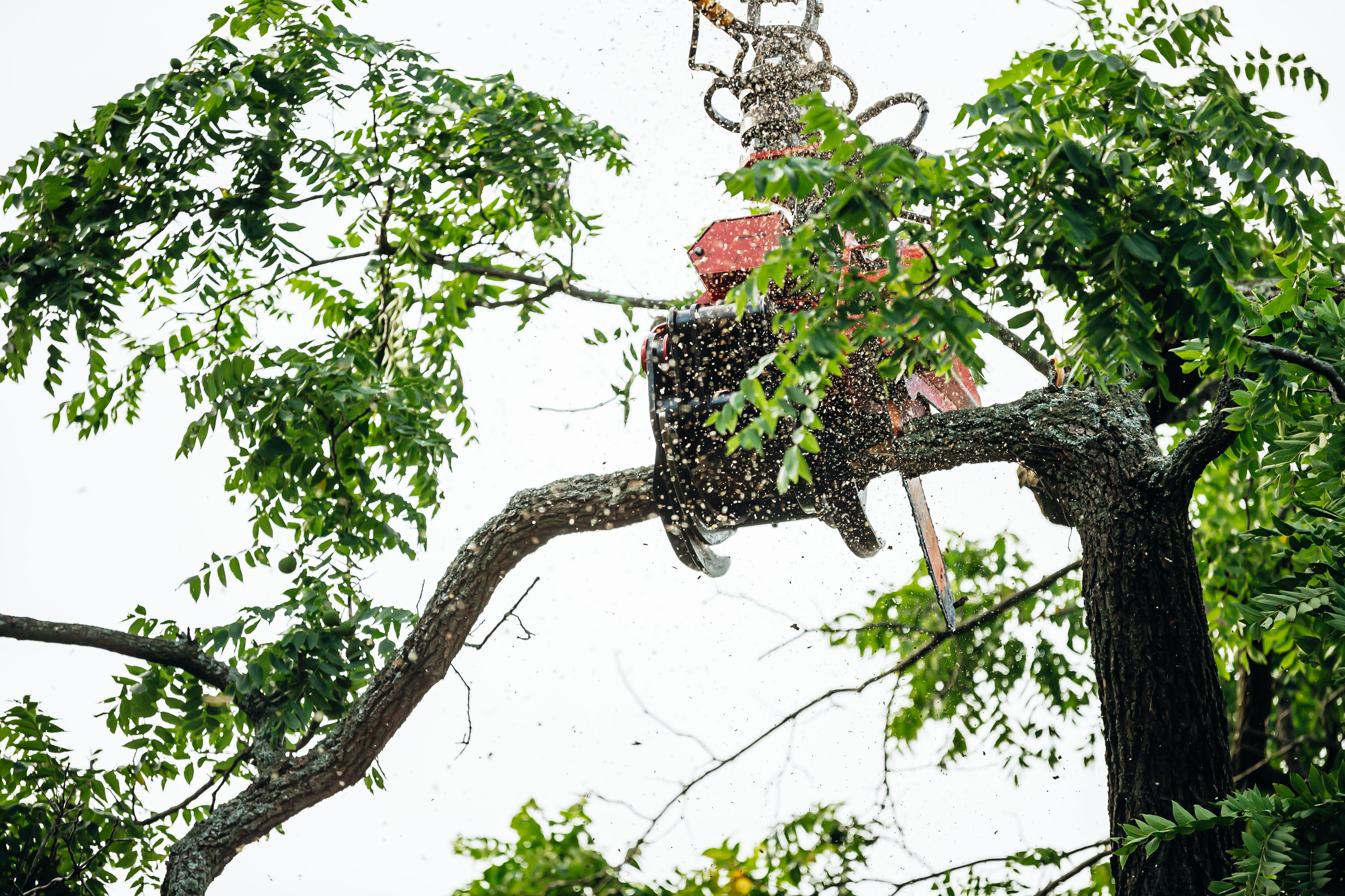 Loffredo's Tree Trimming & Removal Image